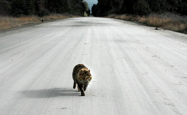 Knocked down a cat in a car - folk signs 