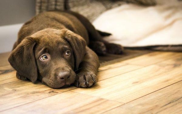 why knock a dog on the road sign 