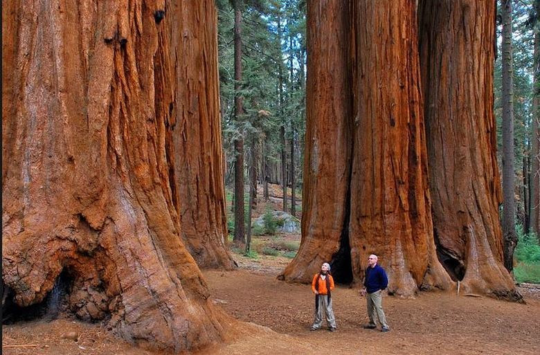 Sequoias live almost forever