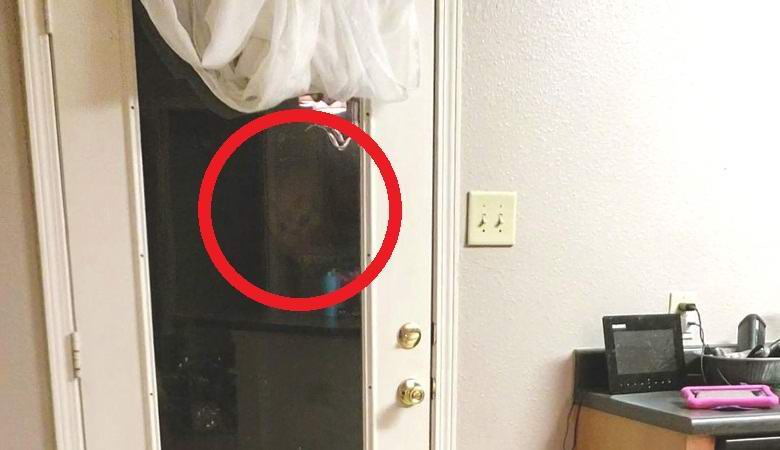 The gray alien peered into the family house at night and hit the video