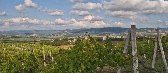 Sevastopol residents will revive the ancient variety of wine