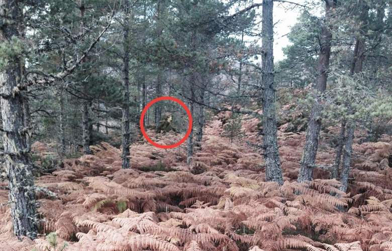 The Scottish woman photographed Death in the forest