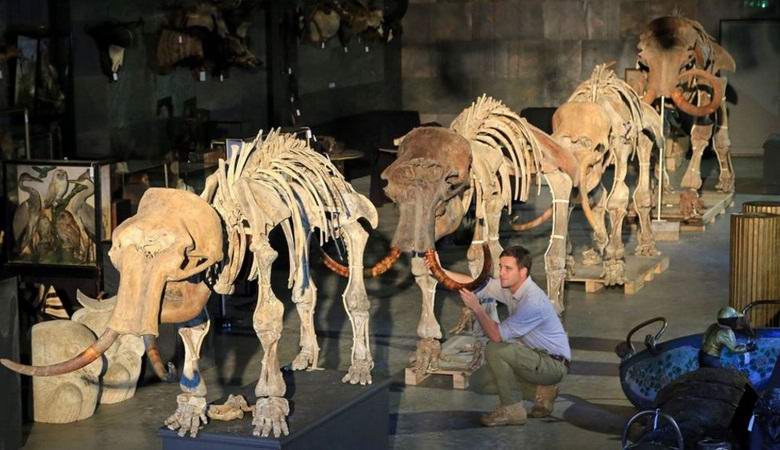 The Siberian family of mammoths put up for auction