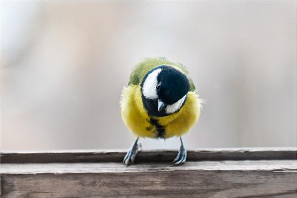 tit on the window 