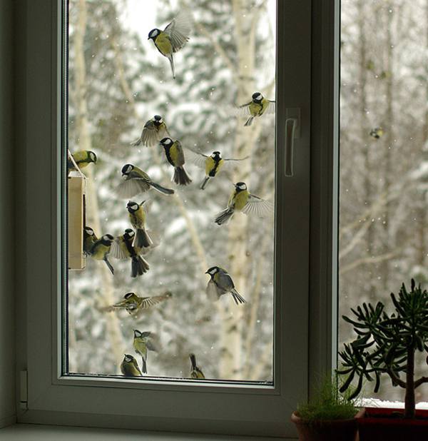 tits near the window 