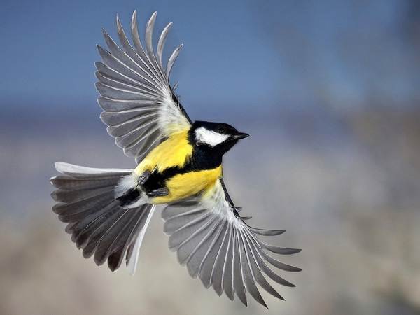 omen titmouse flew to the balcony 