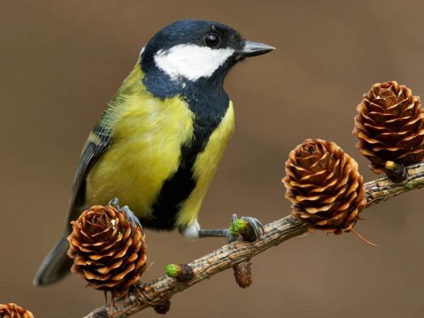 A titmouse flew into the house through a window or balcony: what will this lead to? 