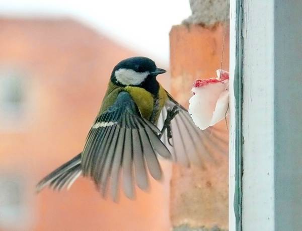 A titmouse flew into the house through a window or balcony: what will this lead to? 