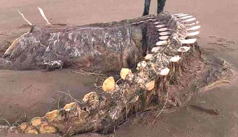 The skeleton of a mysterious beast discovered after a storm on a Scottish beach