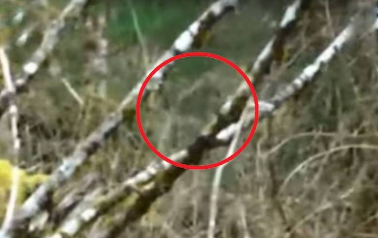 Bigfoot can become invisible