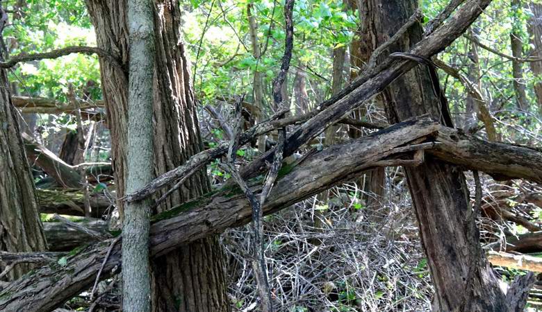 Bigfoot builds fences in the American forest