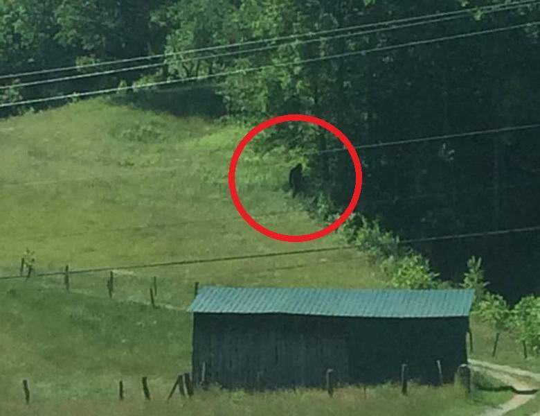 Bigfoot photographed in West Virginia