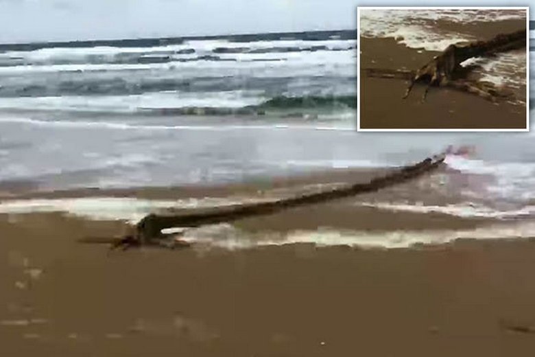 A monster shot on the beach perplexed Web users