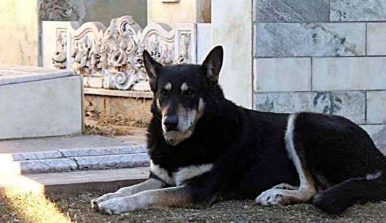 A dog named Captain 11 years guarded the grave of his master