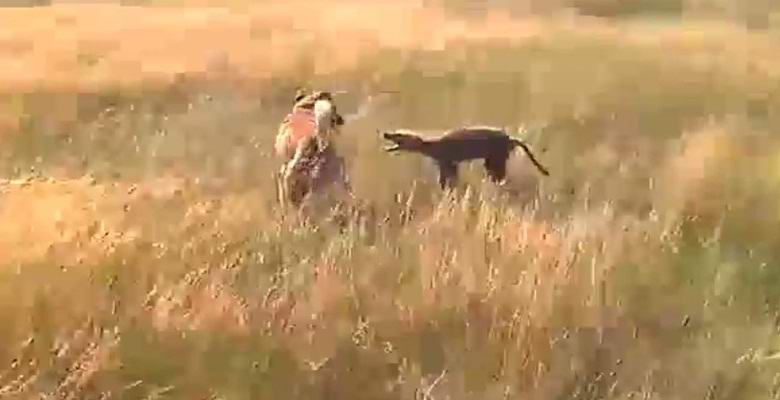 The dog is fighting a mysterious animal near Volgograd