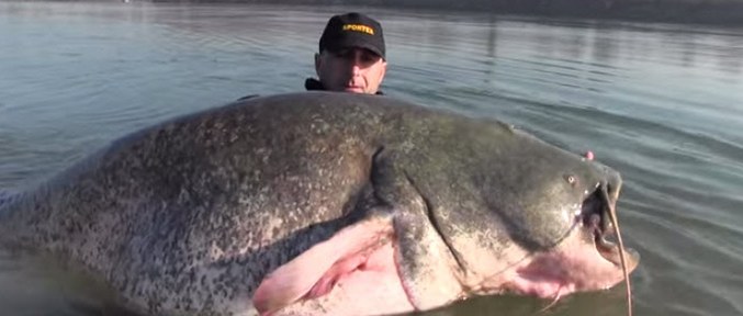 Catfish turned out to be a giant