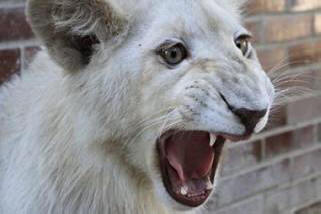 Employees of the Chinese zoo miraculously managed to save a little girl from the mouth of a lion. Video