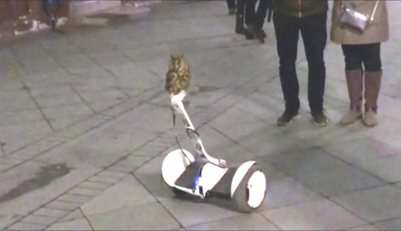 Owl rode around the city on a segway