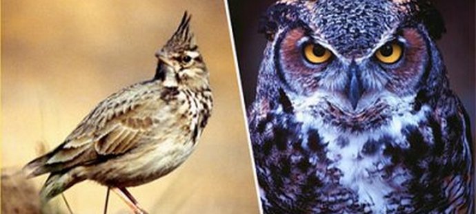 "Owls" are weaker than "larks", but richer