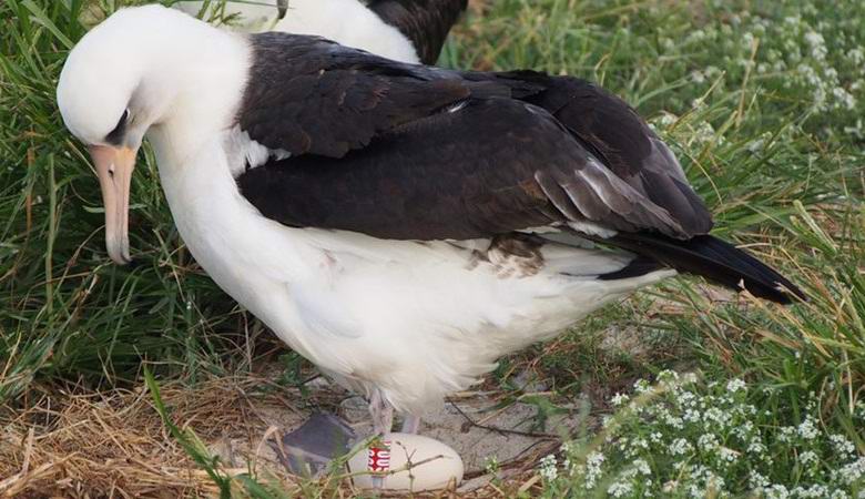 The oldest bird on the planet laid another egg