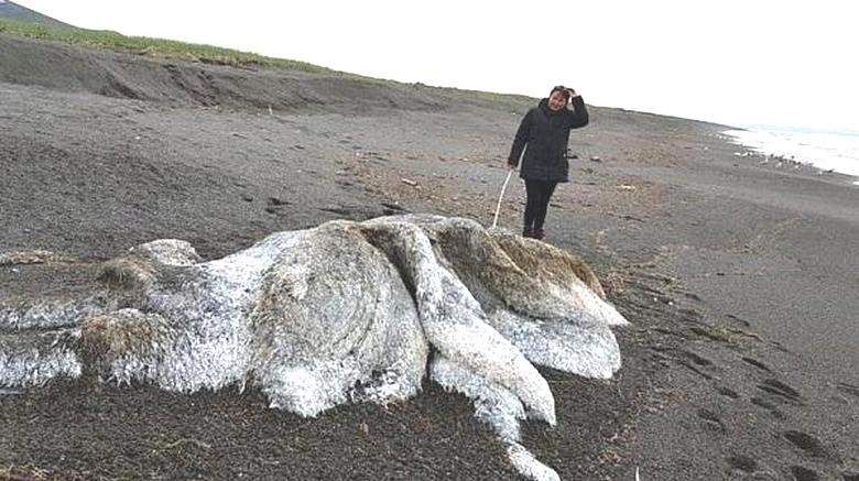 A strange creature threw a storm to the shore of Kamchatka