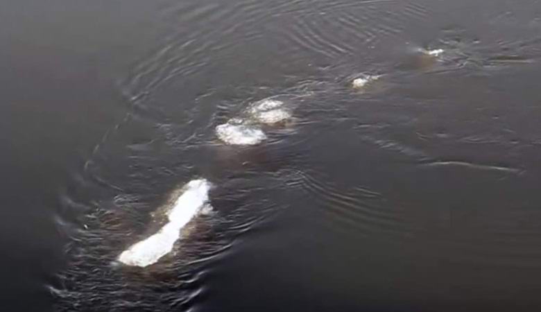 A strange water creature was filmed by civil servants in Alaska