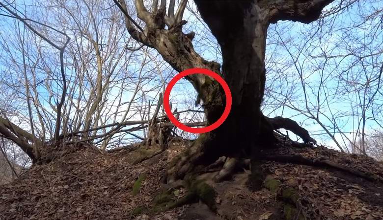 A strange anomaly captured in the Siberian forest