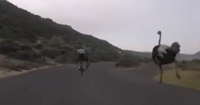 Ostrich competes in speed with cyclists