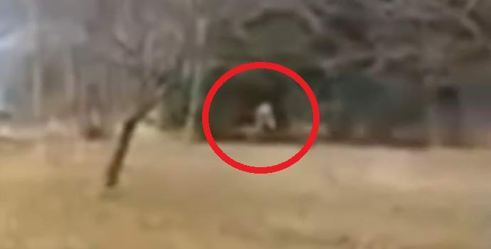 Explosive Shooting Scared Bigfoot in the Forest