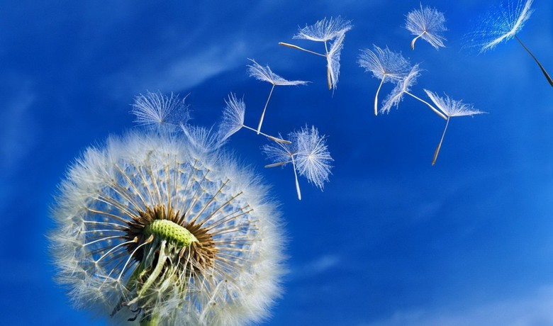 The structure of dandelion seeds is several times more effective than similar devices invented by man
