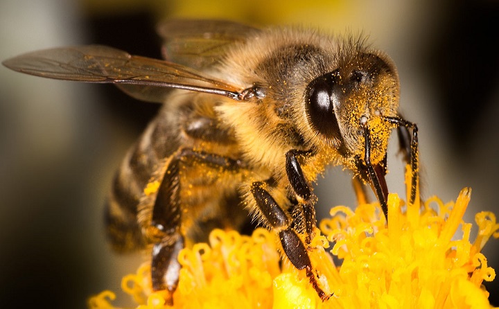 The fate of humanity is completely dependent on bees