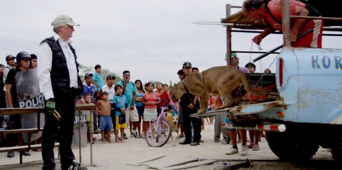 The fate of the animals of the traveling circus