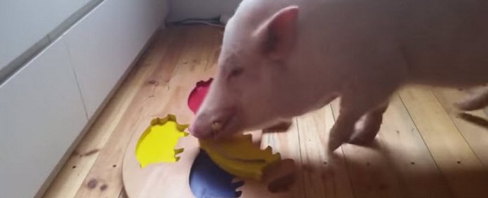 Pig demonstrates intelligence