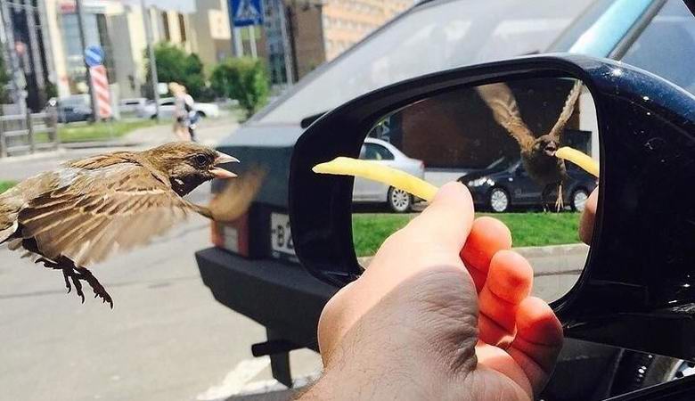 A mysterious illusion with a reflection of a sparrow surprised Web users