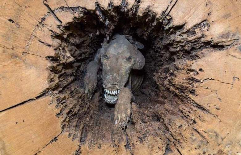 The mystery of a mummified dog found inside a tree remains unsolved