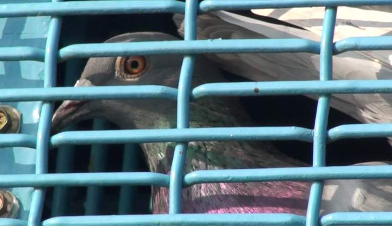 Taiwan's pigeon races, in which hundreds of thousands of birds die, still outrage the world.