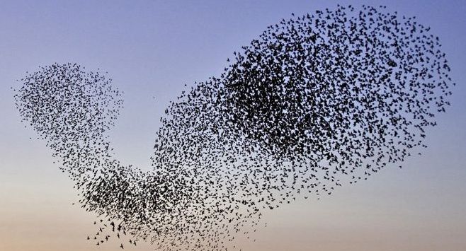 Dancing living clouds is a murmuration