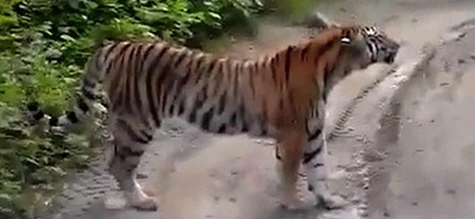 The tigress was suspected of melomania