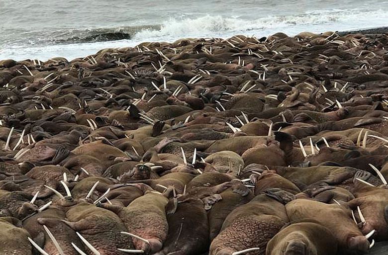 Thousands of walruses occupied the coast of Alaska