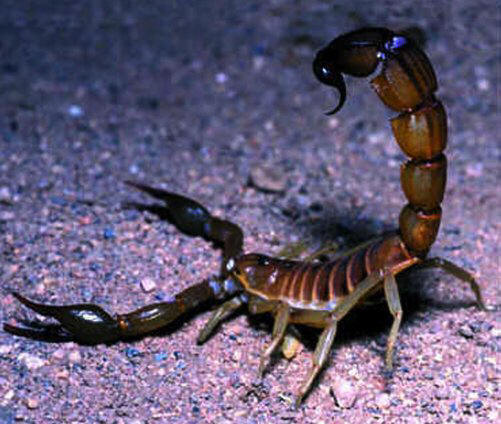 Top 10: Tiny animals that have enough poison to destroy you.