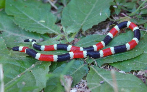 Top 10: Tiny animals that have enough poison to destroy you.