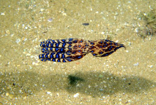 Top 10: Tiny animals that have enough poison to destroy you.