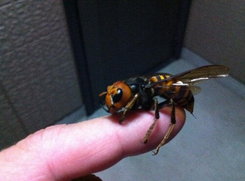 Top 10: Tiny animals that have enough poison to destroy you.