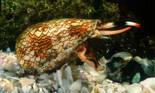 Top 10: Tiny animals that have enough poison to destroy you.
