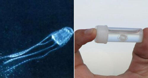 Top 10: Tiny animals that have enough poison to destroy you.