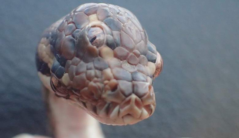 Three-eyed snake found in Australia