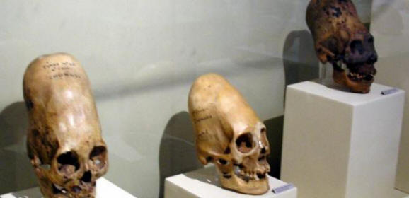Three new elongated skulls found in Antarctica