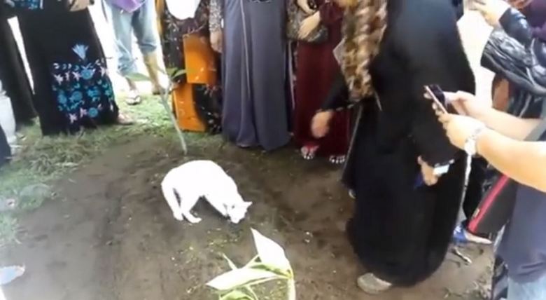 Touching to tears: the cat is trying to unearth the owner’s grave