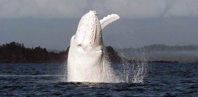 A rare albino whale photographed off the Australian coast