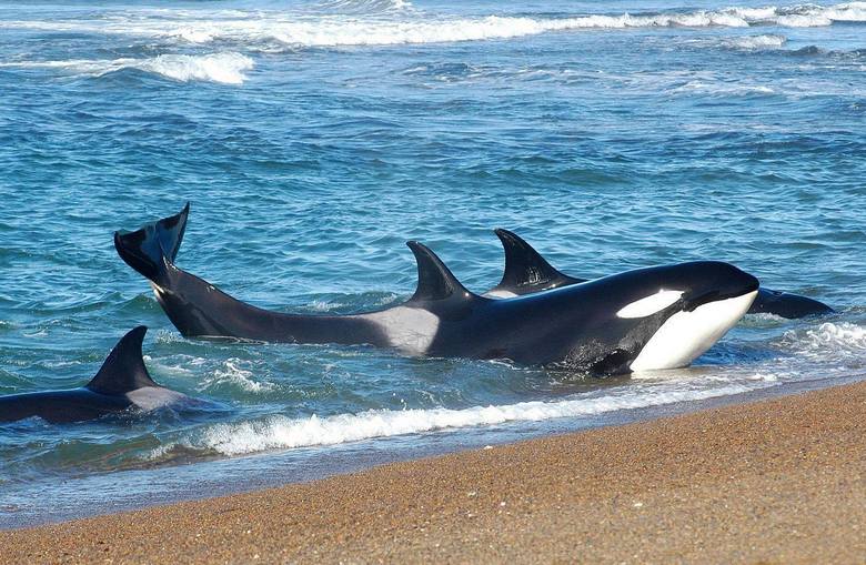 Giant killer whales, still unknown to science, live off the coast of Chile